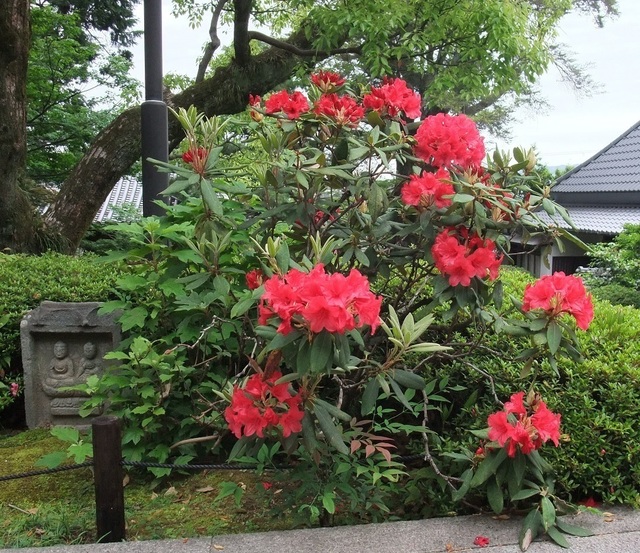 0515米芙蓉0509.jpg