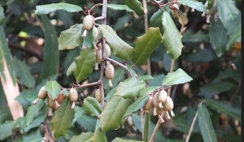 04062025GumiA.jpg